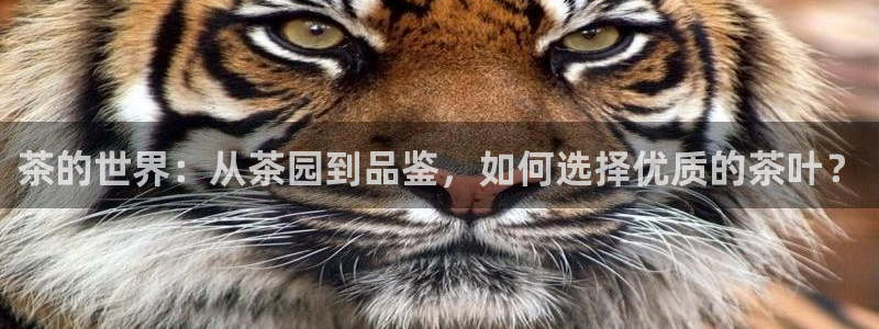龙八国际手机版入口