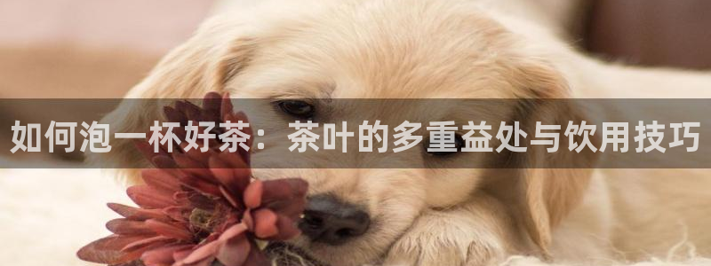 龙八国际官网手游