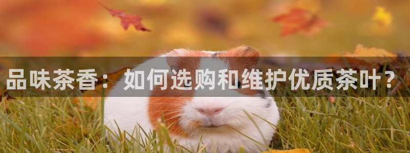 龙八国际服官网进入