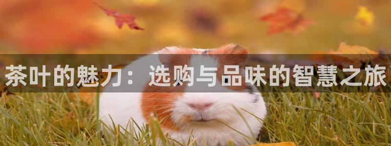 龙八国际pt老虎机官网