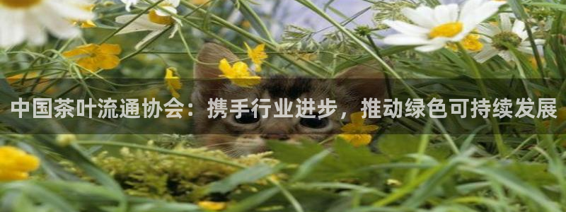 龙八国际能赢钱吗