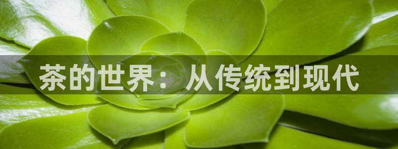 龙八国际p