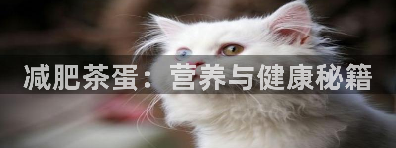 龙八国际能赢钱吗