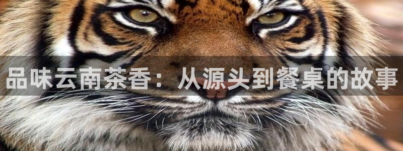 龙八国际娱乐实力如何