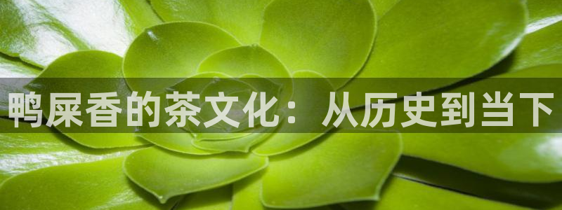 龙八国际集团有限公司