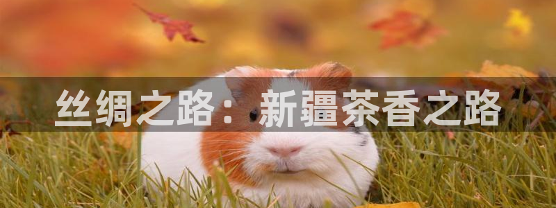 龙八国际网站多少