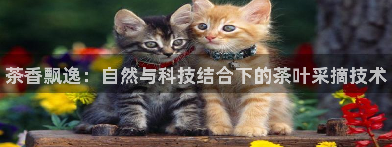 龙八国际娱乐老板是谁