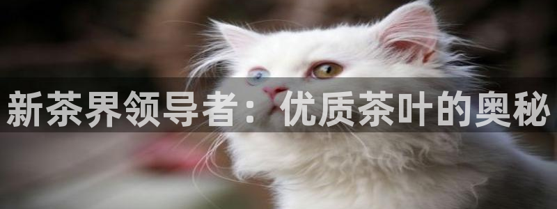 龙八国际娱乐App客户端下载